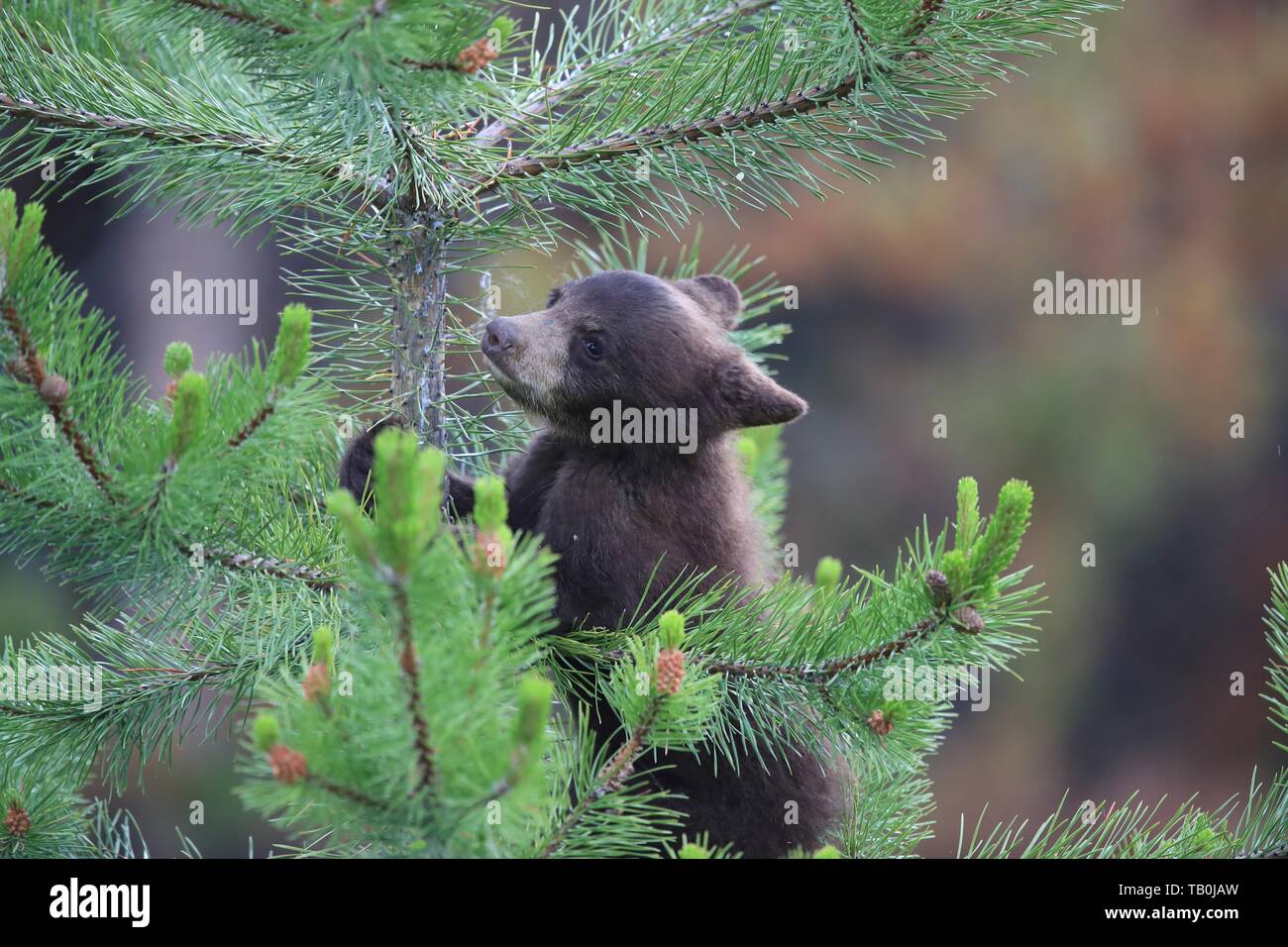 Black Bear Cubs Tree High Resolution Stock Photography and Images - Alamy