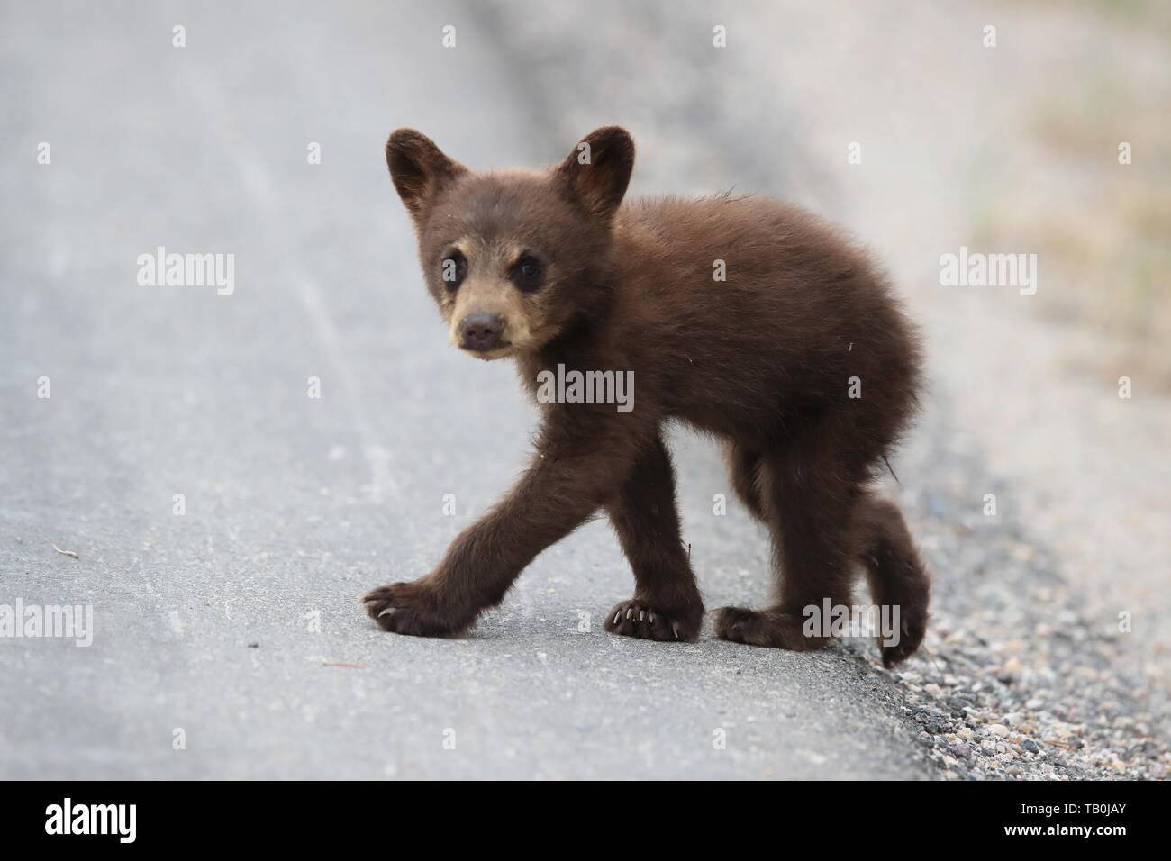 Black bear cubs walking hi-res stock photography and images - Alamy