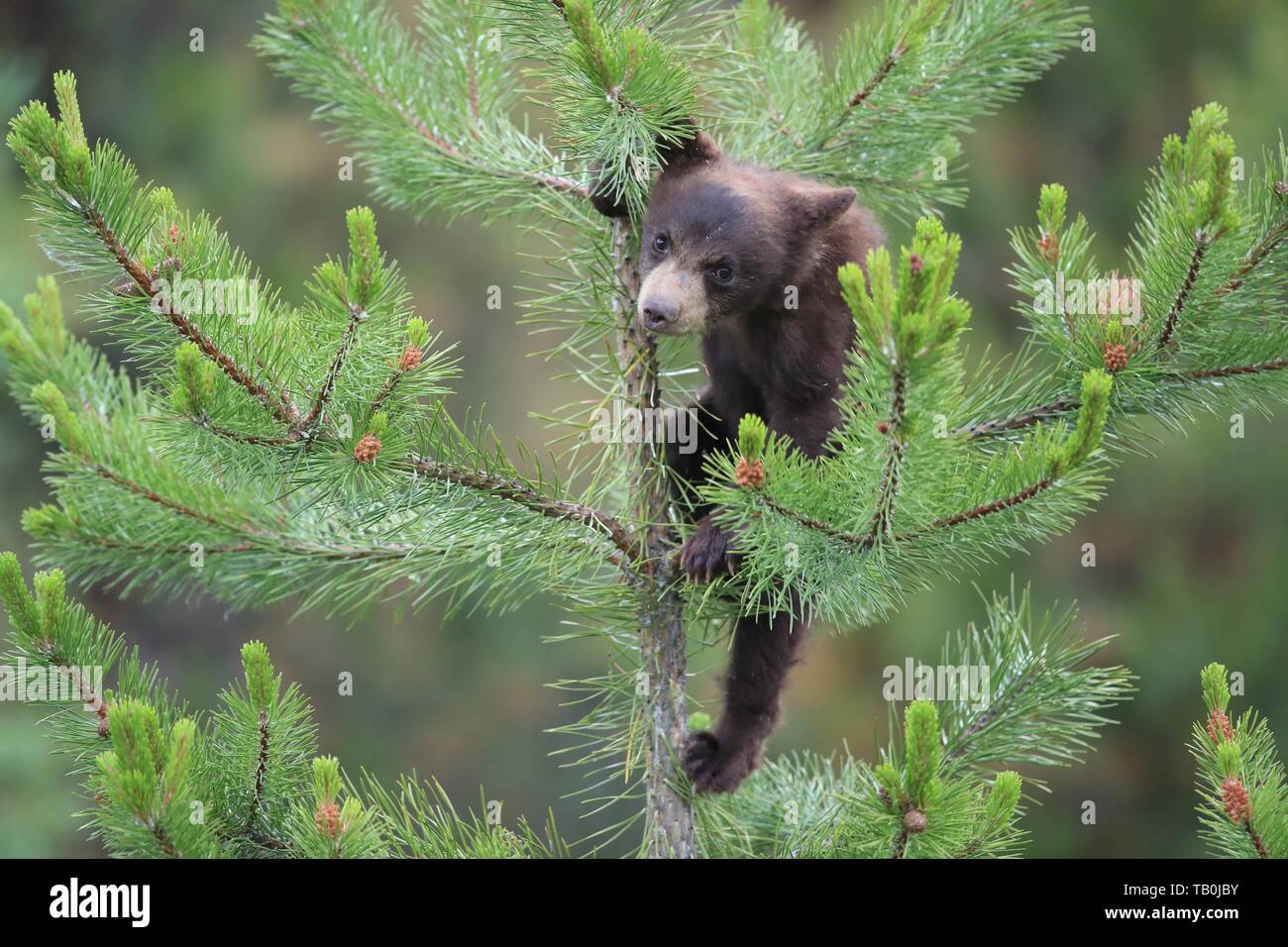 American black bear cub Stock Photo - Alamy