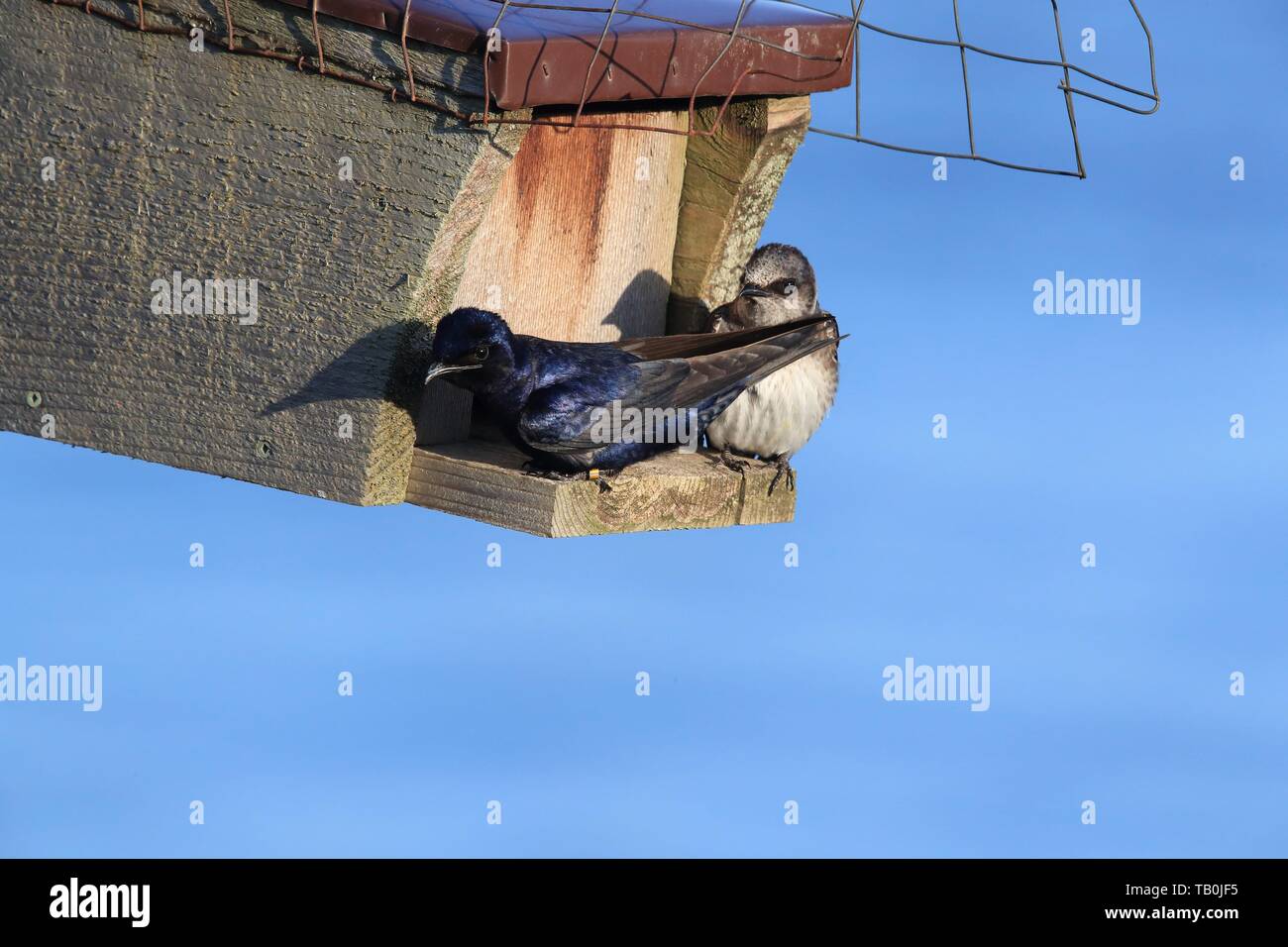 Purple martin birdhouse hi-res stock photography and images - Alamy