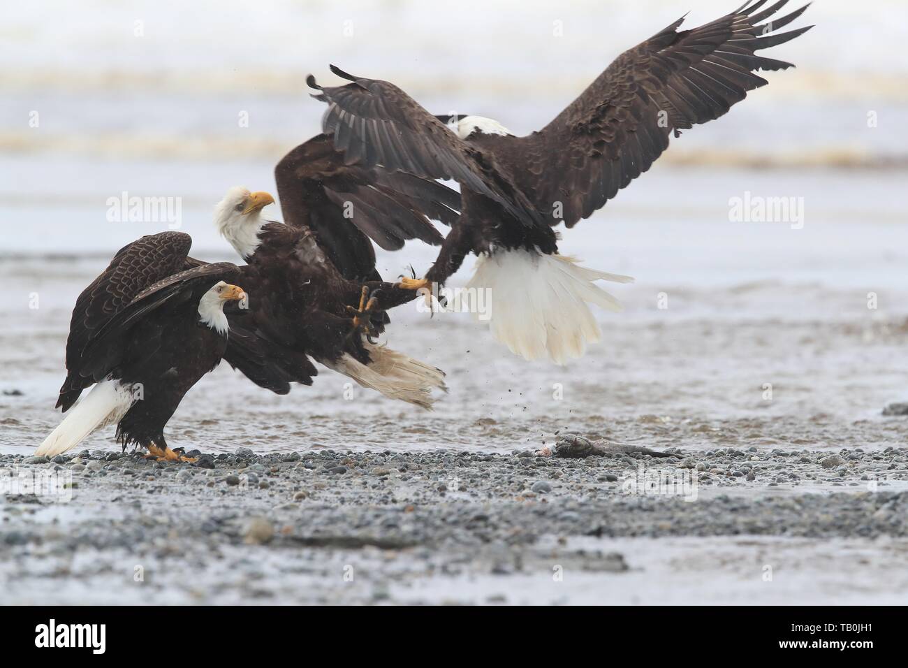 American eagles Stock Photo
