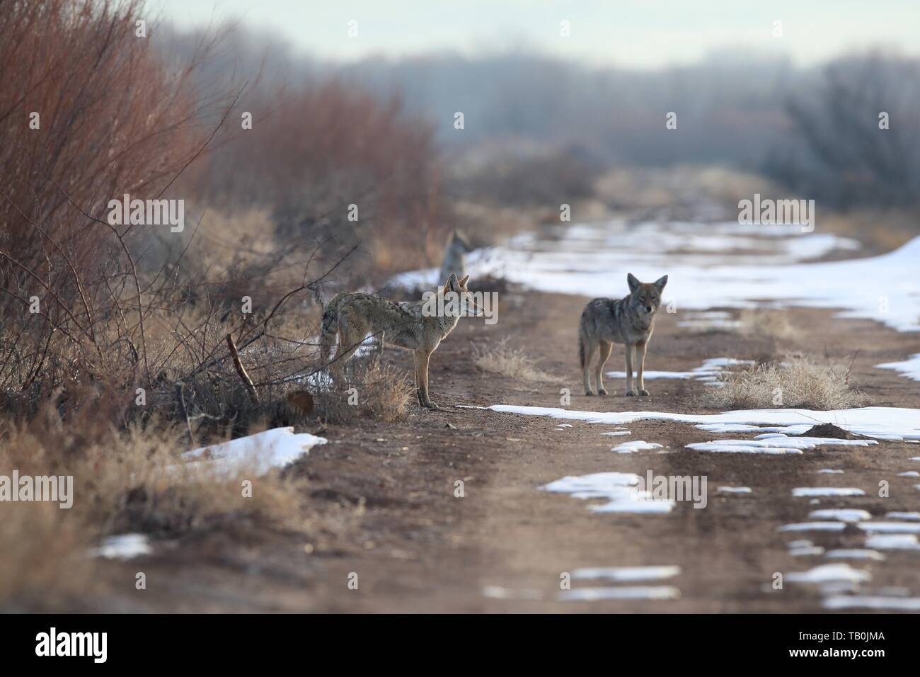 New mexico coyote hires stock photography and images Alamy