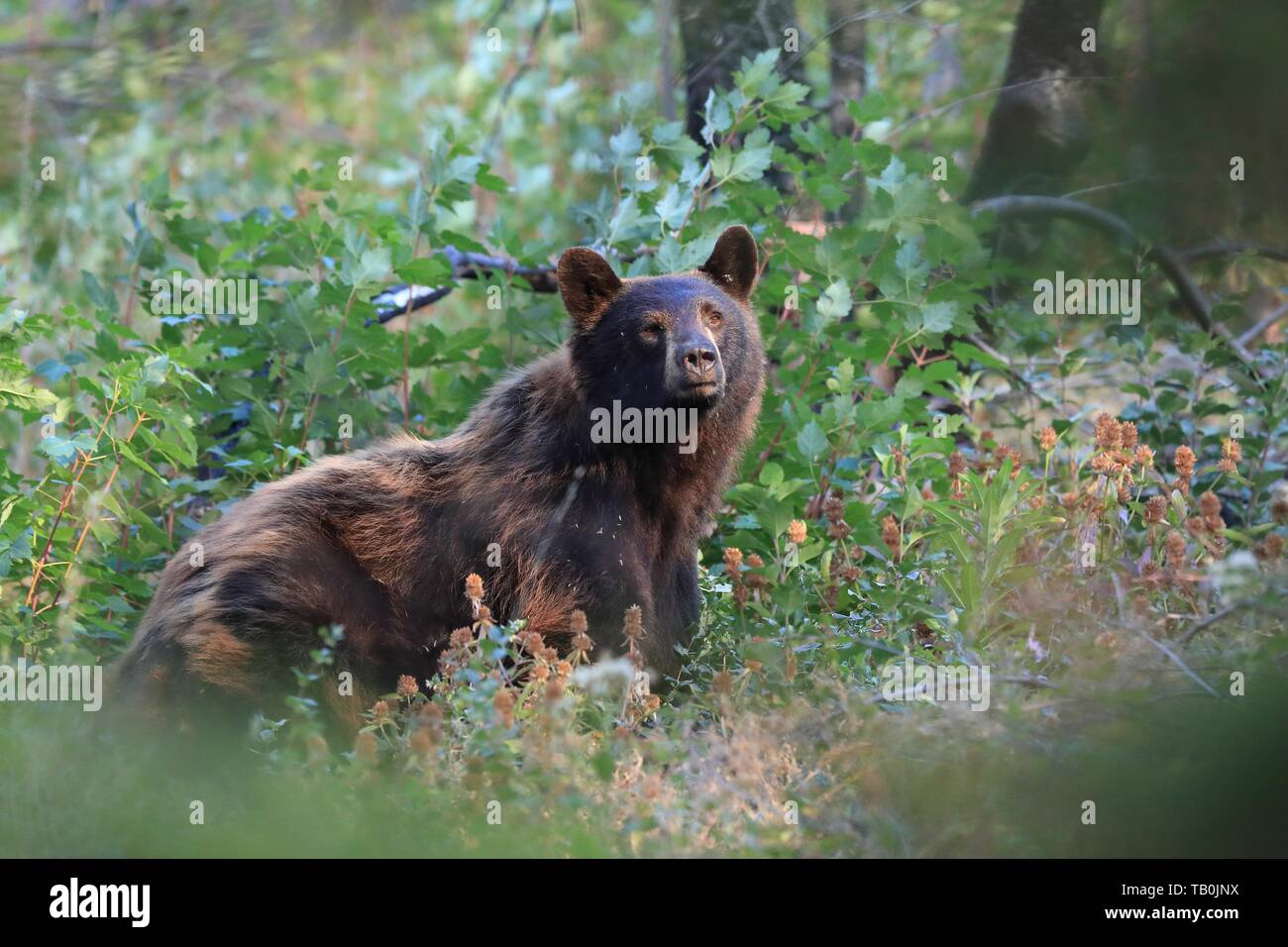 Black Bear Side View High Resolution Stock Photography and Images Alamy