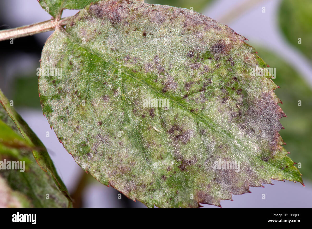 Powdery mildew, Podosphaera pannosa, fungal disease on rose leaves, Rosa 'American Pillar', Berkshire, May Stock Photo