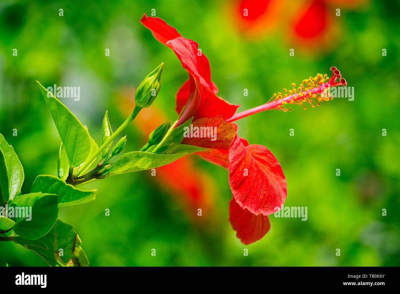 Red hibiscus Stock Photo