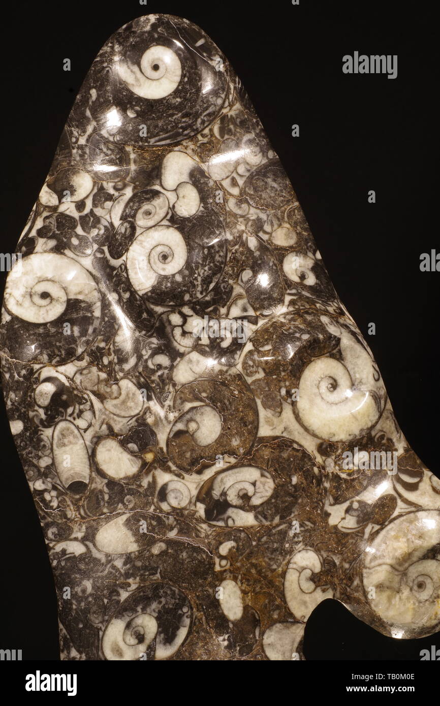 Ornamental Ammonite Fossil, Black and White Calcite. Macro Photo, Devon, UK. Stock Photo