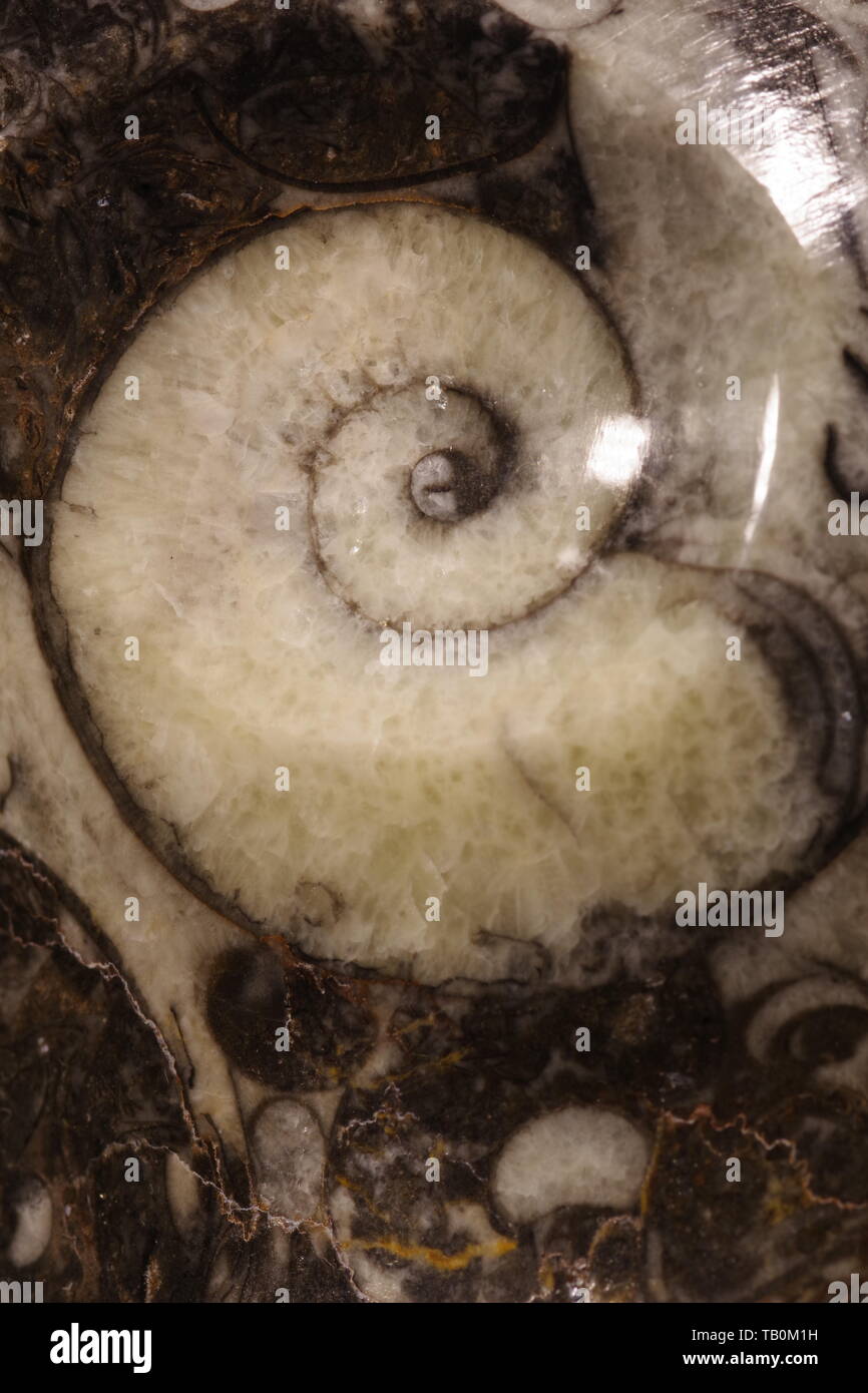 Ornamental Ammonite Fossil, Black and White Calcite. Macro Photo, Devon, UK. Stock Photo