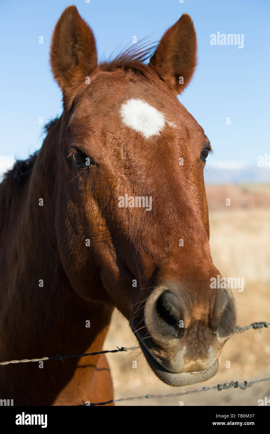 Brown horse with white forehead marking stands at barbed wire fence in afternoon sun. Stock Photo