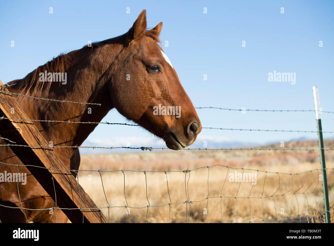 Brown horse with white forehead marking stands at barbed wire fence in afternoon sun. Stock Photo