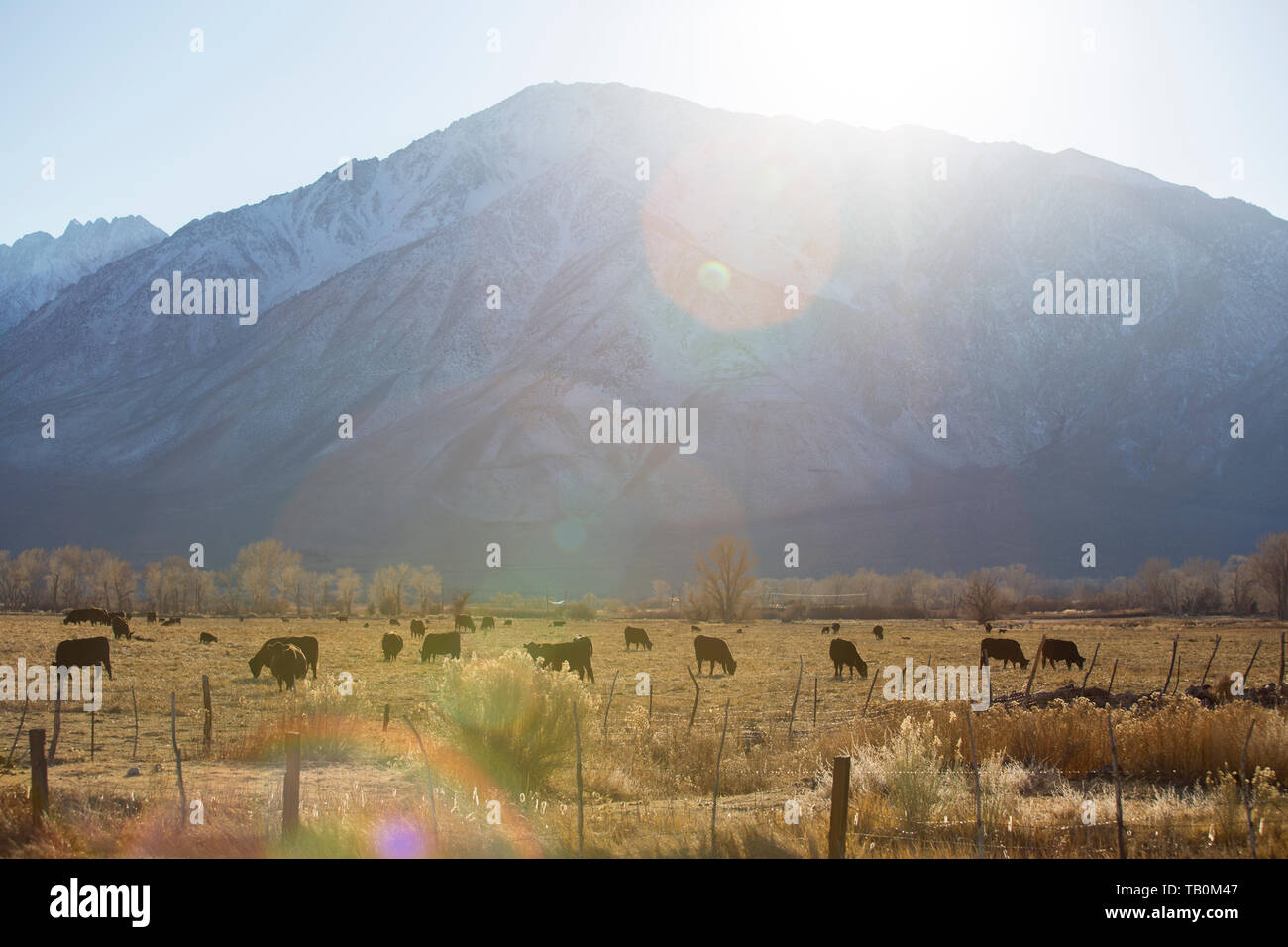 Cows graze in field in front of snow covered mountain, sun flare over scene. Stock Photo
