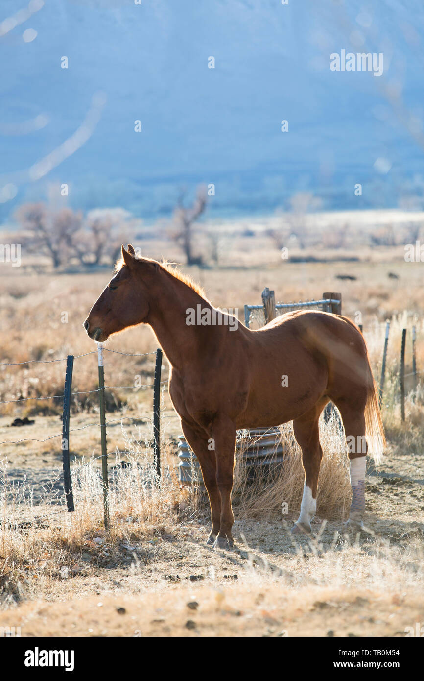 Brown horse stands near barbed wire fence on ranch with afternoon sun shining/ Stock Photo