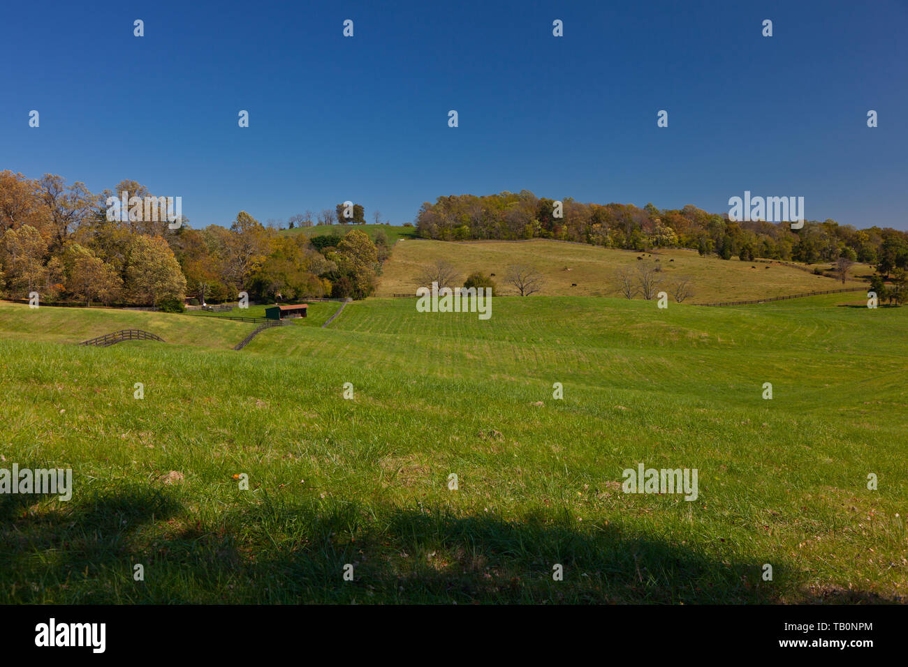 Shed amongst the rolling hills, green fields and clear blue skies Stock Photo