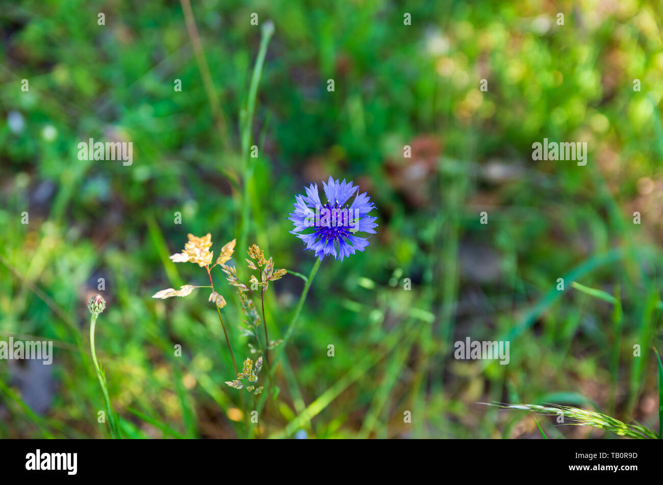 A blue flower in spring with green background Stock Photo - Alamy