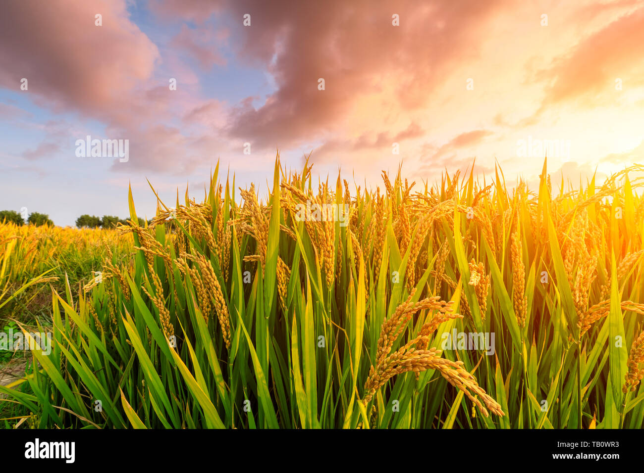 Profile Rice Sunset Ripe rice field and sky background at sunset time with sun rays Stock ...