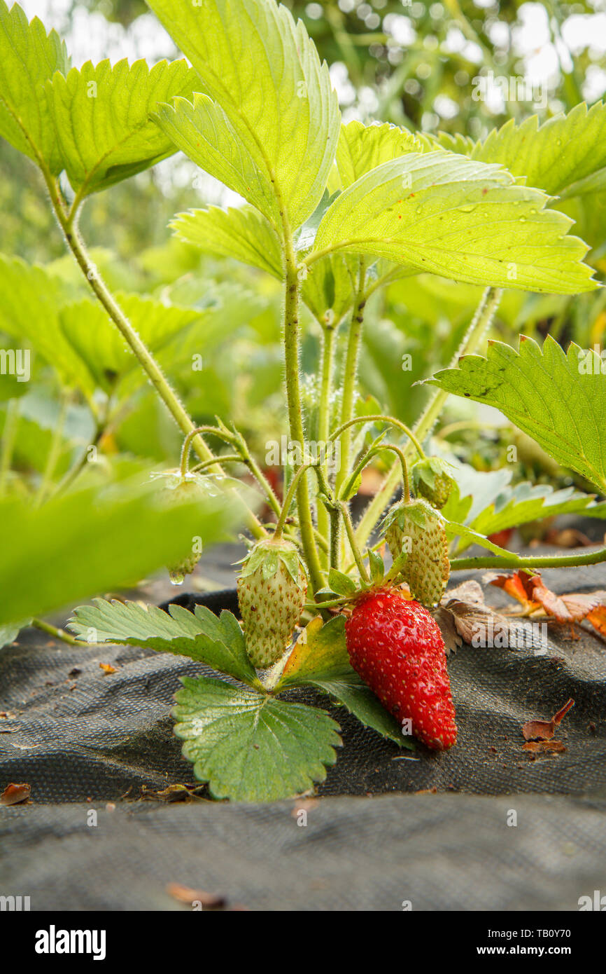 Strawberry plant. Stawberry bush in the garden with ripe berry and