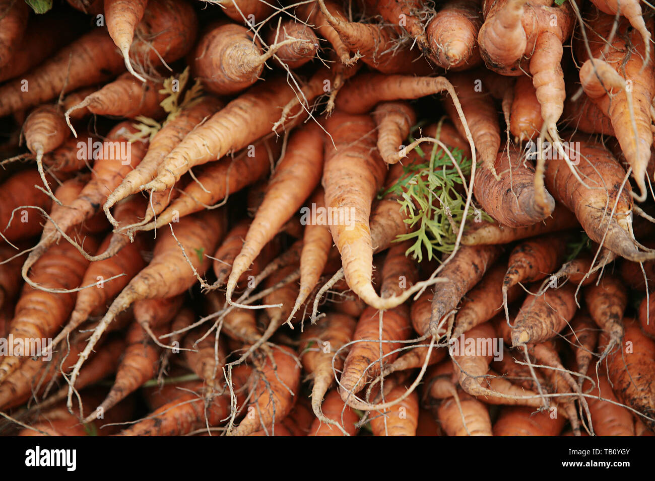 Close-up of carrots stacked for sale at the Farmers' Market, Middlebrook Street, Winchester, Hampshire Stock Photo