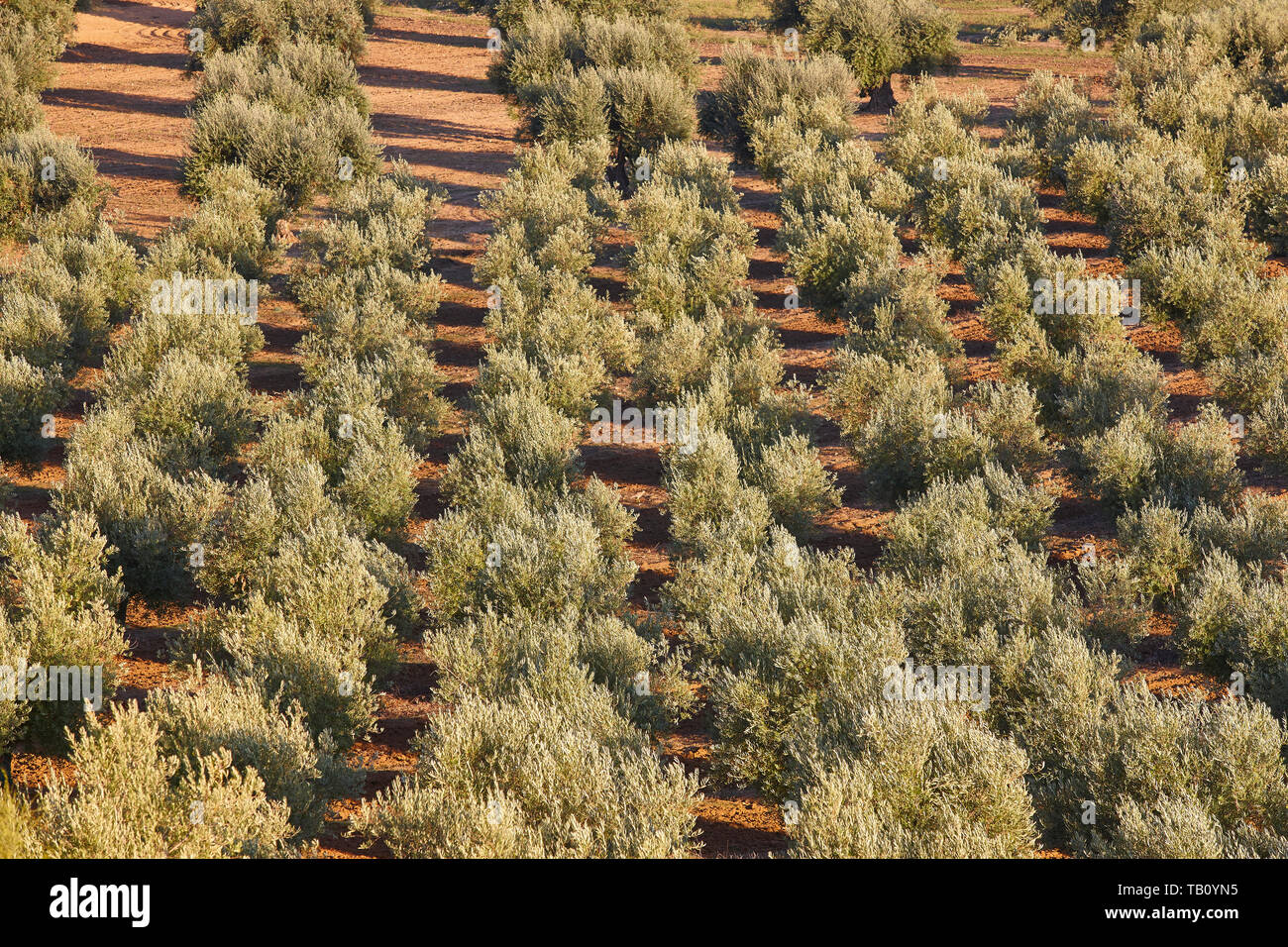 Olive tree fields in Toledo. Spanish agricultural harvest landscape