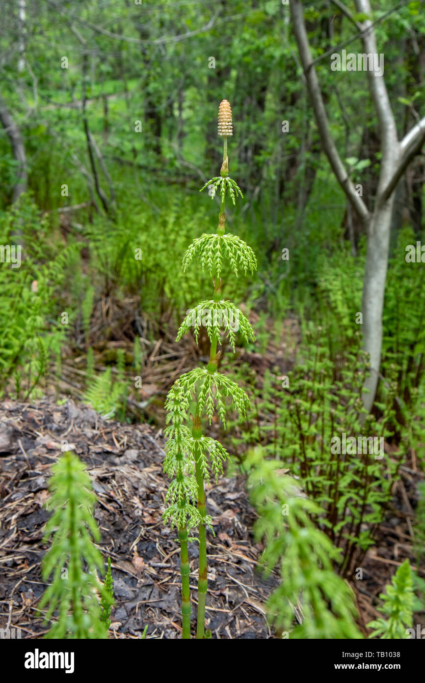 Equisetum sylvaticum; Wood horsetail Stock Photo