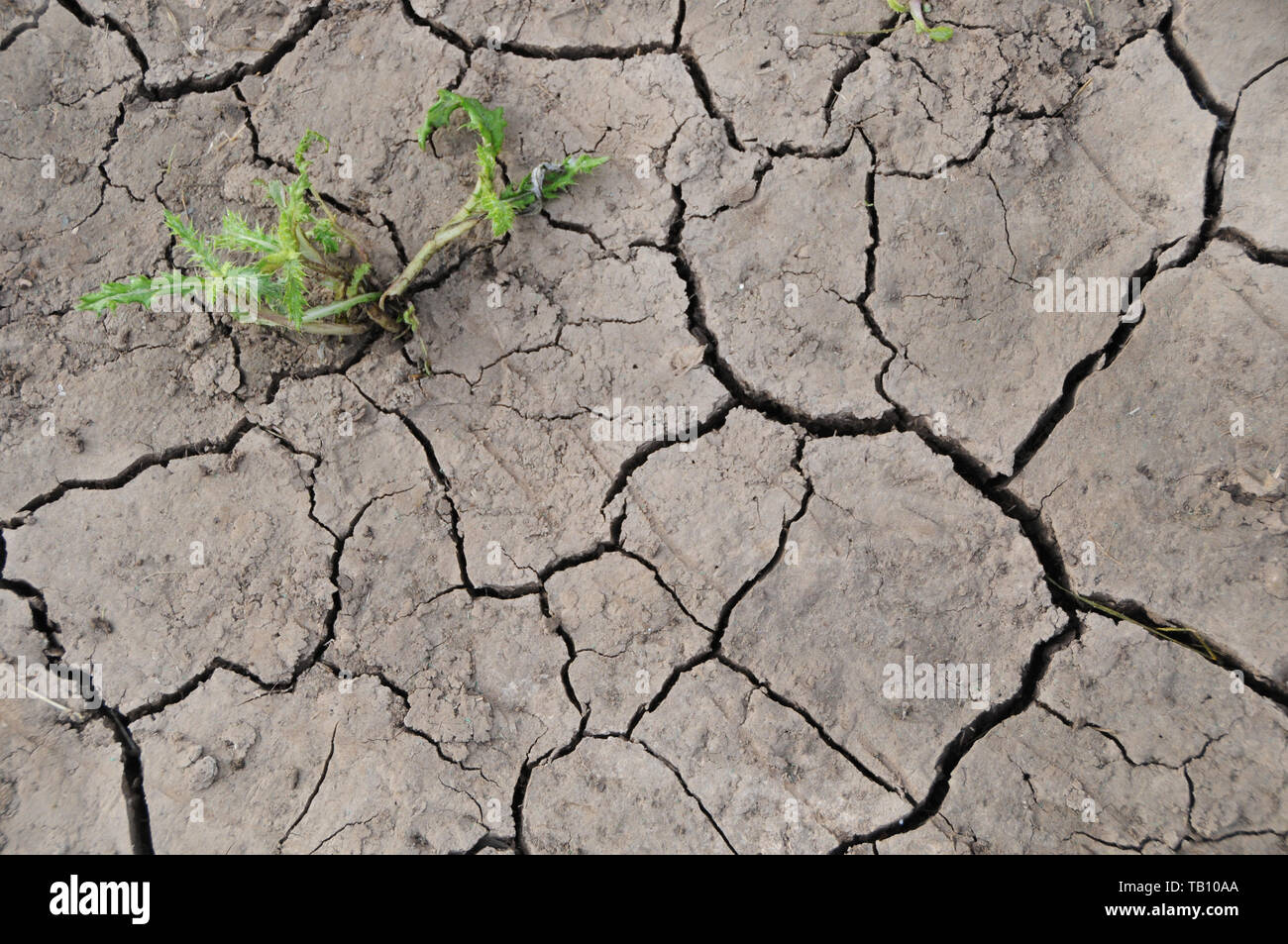Drought parched dry cracked soil earth climate change. Stock Photo