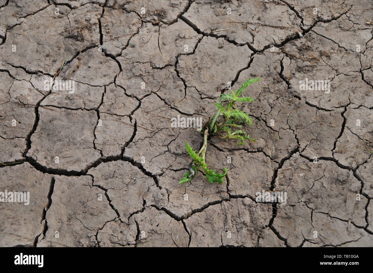 Drought parched dry cracked soil earth climate change. Stock Photo