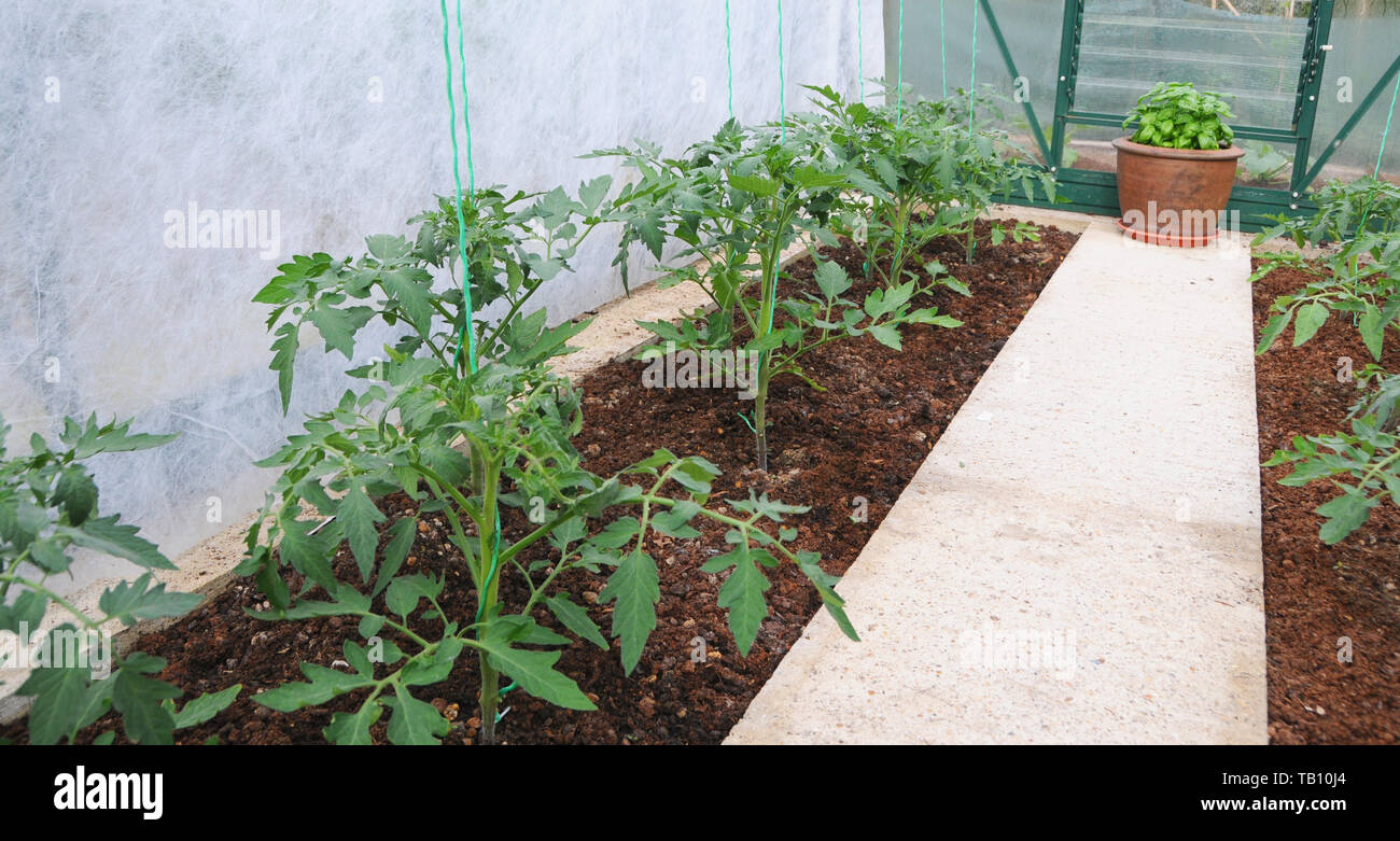 Young tomato plants - Ailsa Craig - growing in garden greenhouse. Stock Photo