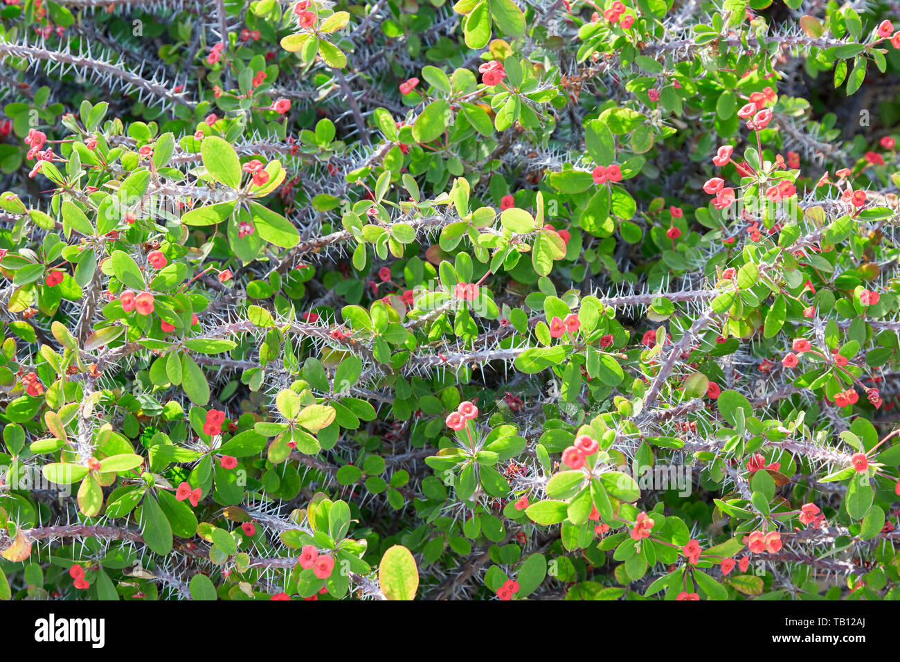 Euphorbia milii, the crown of thorns, with red flowers texture background, sunlight Stock Photo