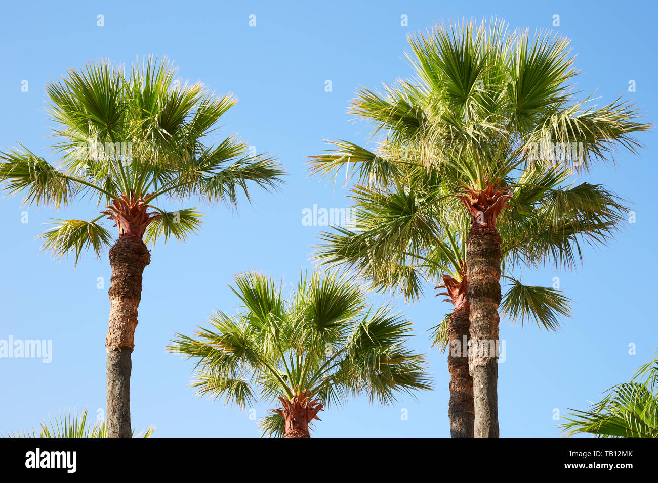 Palm trees and clear blue sky in a summer day, sunlight Stock Photo