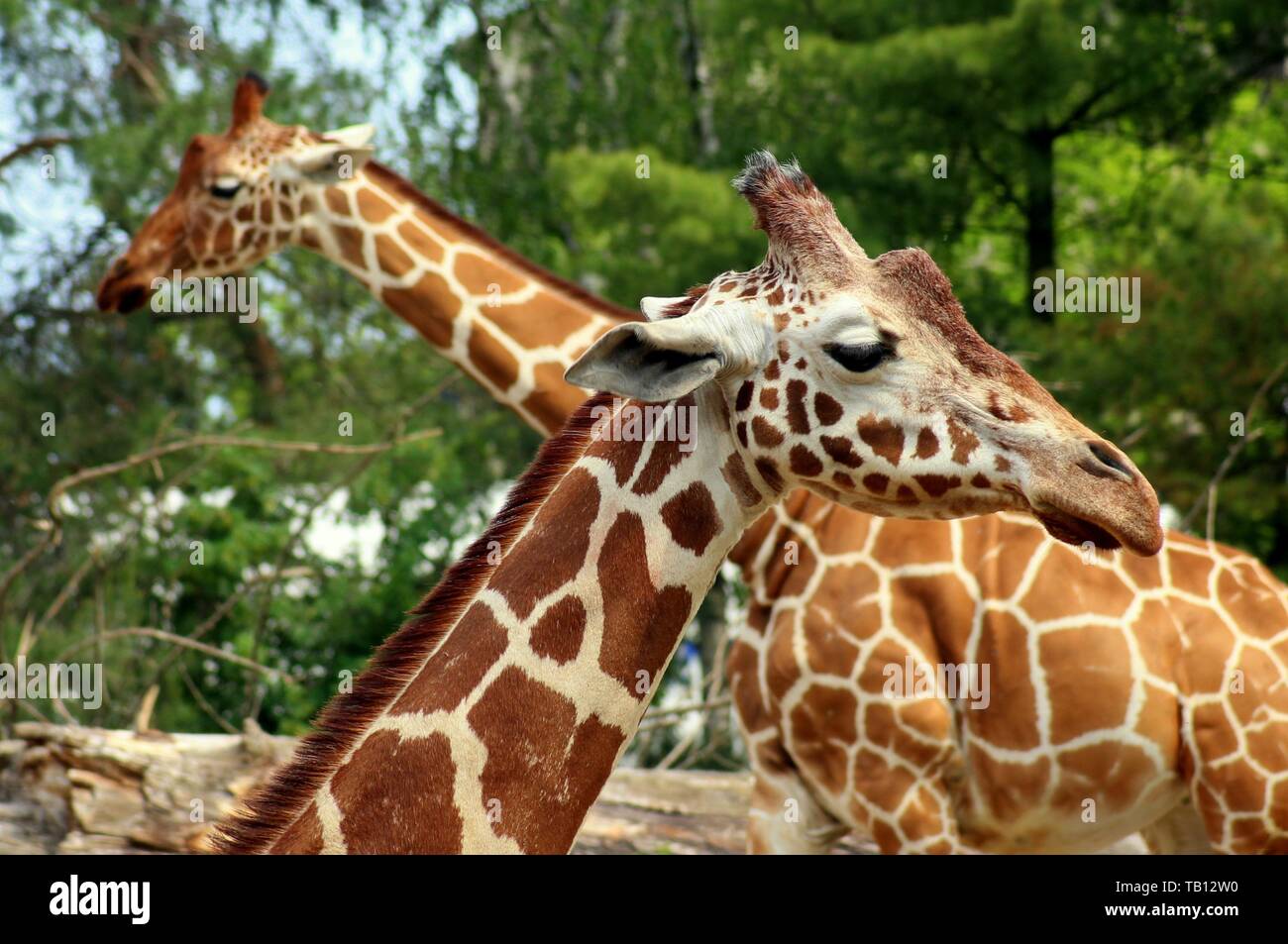 Two giraffes silhouette hi-res stock photography and images - Alamy