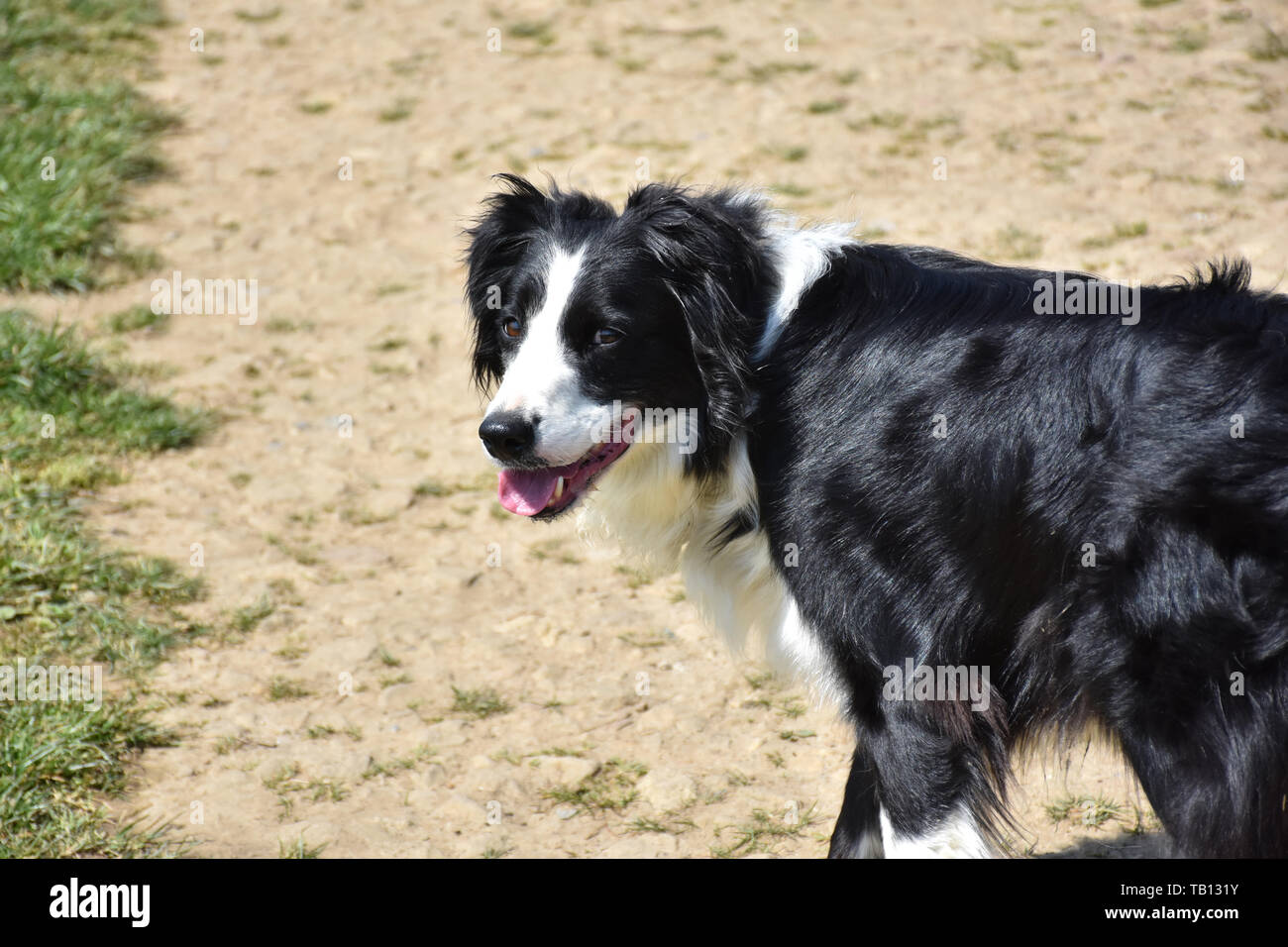 A Working Black And White Border Collie Dog Stock Photo 247730727