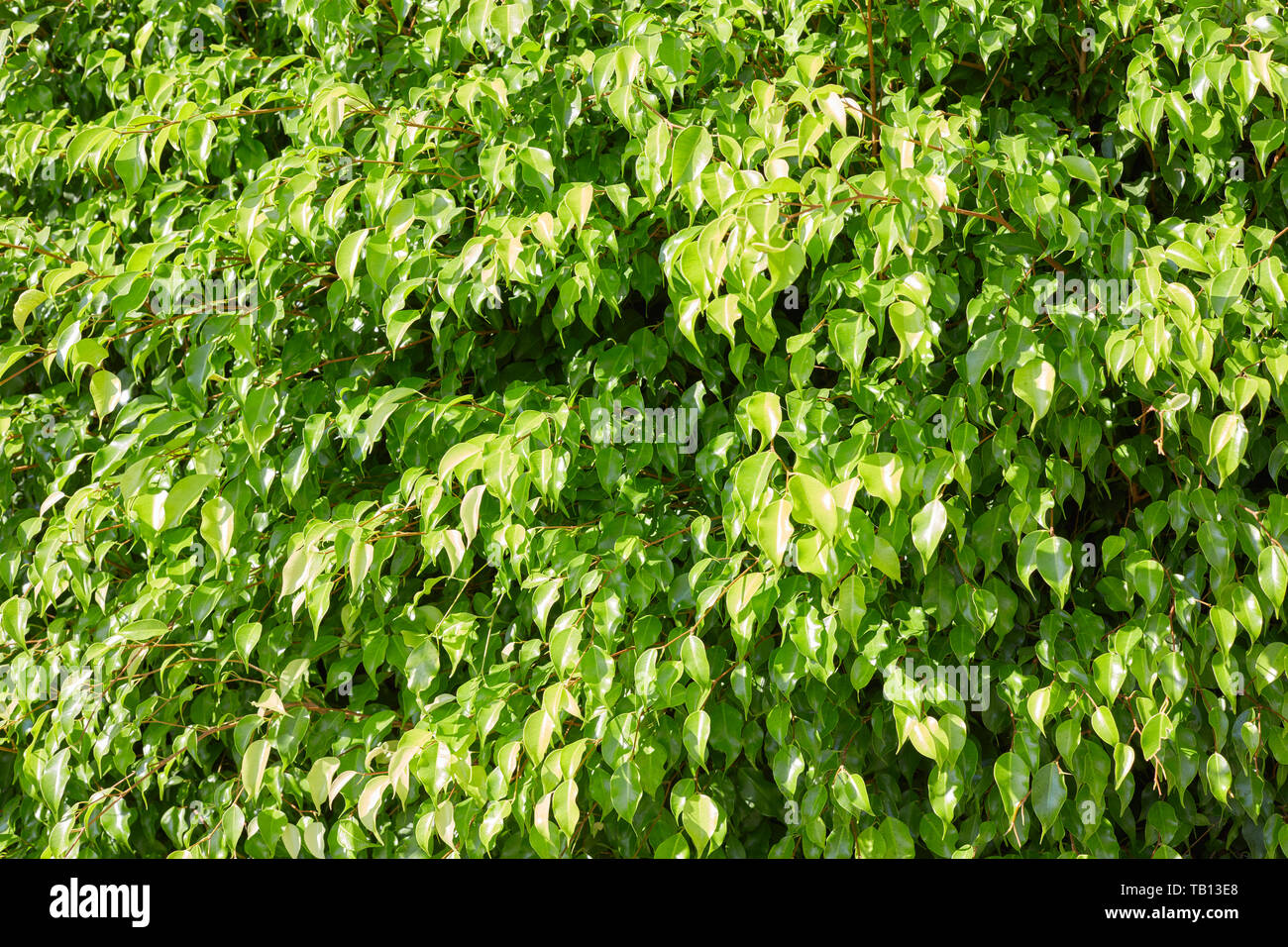 Fresh green Ficus leaves texture background Stock Photo