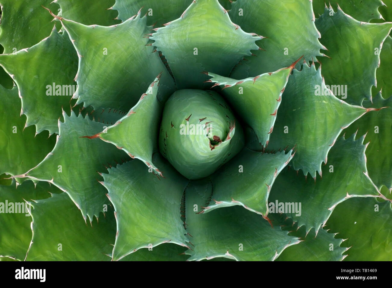 Bright green succulent plant shot from above in Oaxaca, Mexico, North America Stock Photo