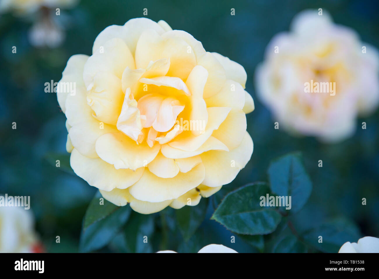 Closeup of yellow rose on bush, with other roses out of focus in background. Stock Photo