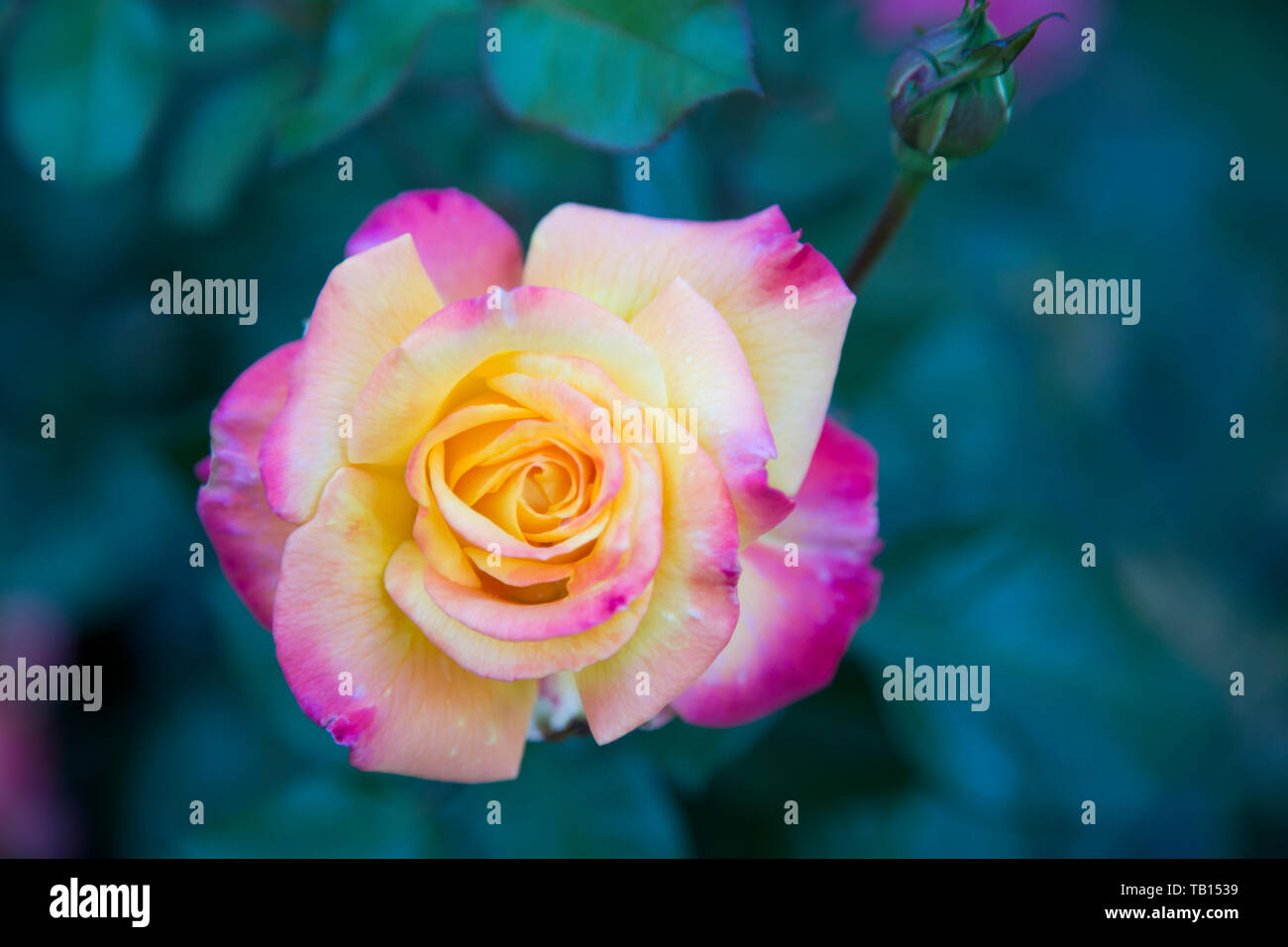 Closeup of yellow and pnk rose on bush, with other roses out of focus in background. Stock Photo