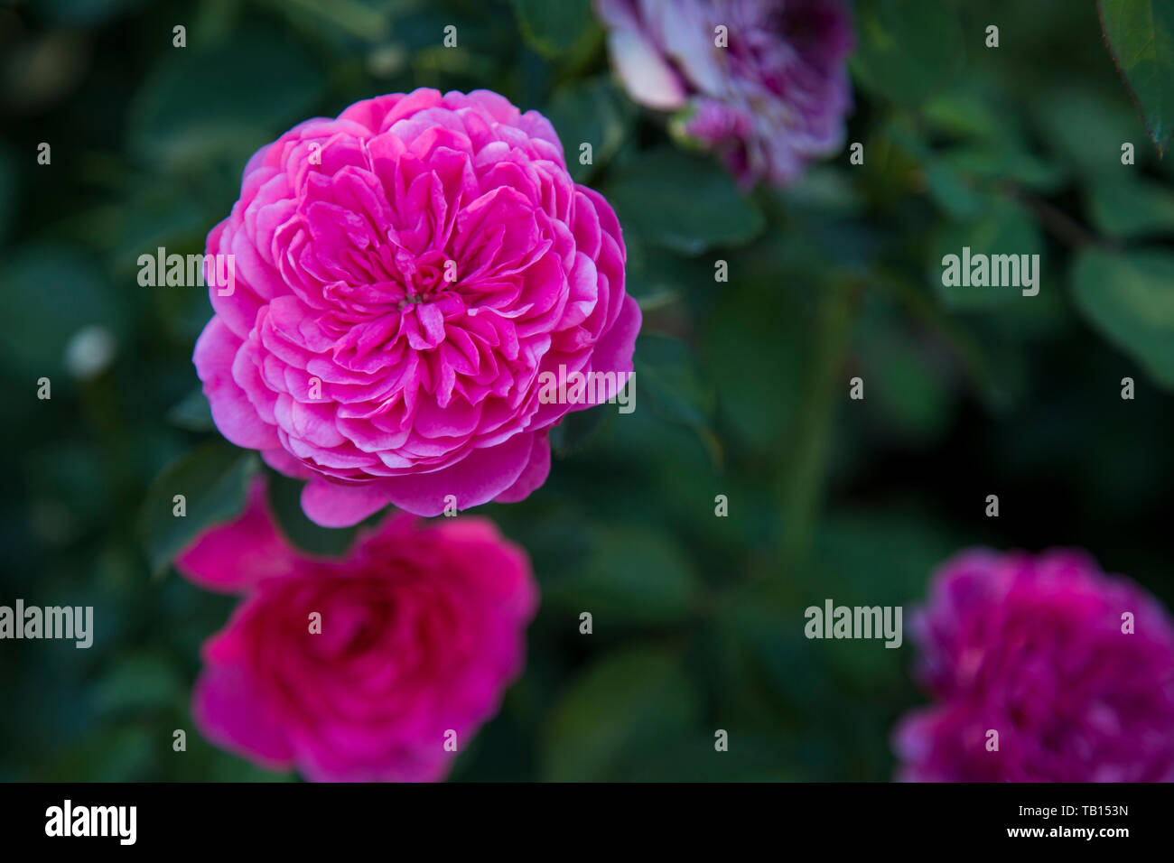 Closeup of dark pink rose on bush, with other roses out of focus in background. Stock Photo