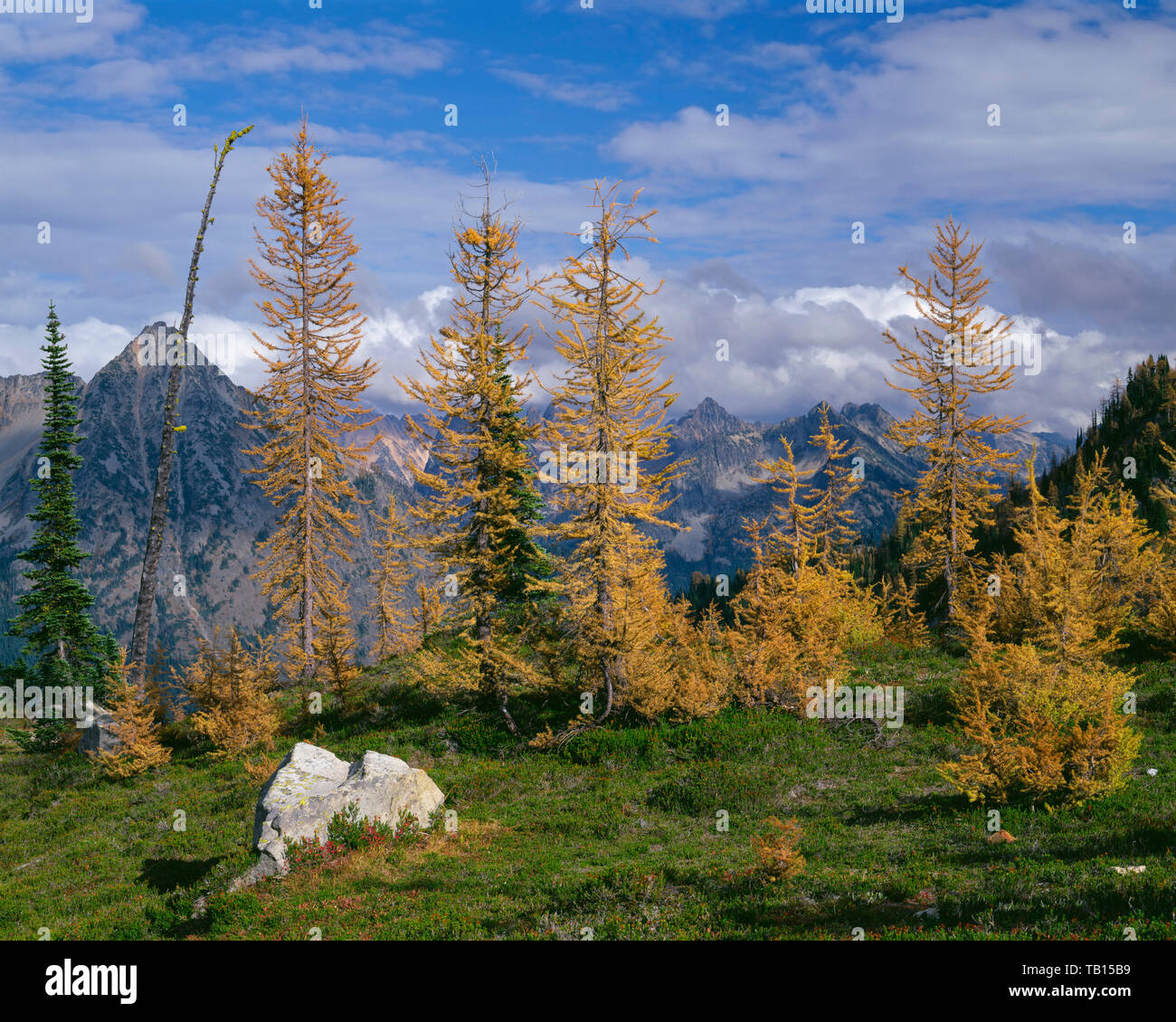 USA, Washington, Okanogan-Wenatchee National Forest, Fall-colored alpine larch frame peaks of the north-central Cascades, from near Maple Pass. Stock Photo