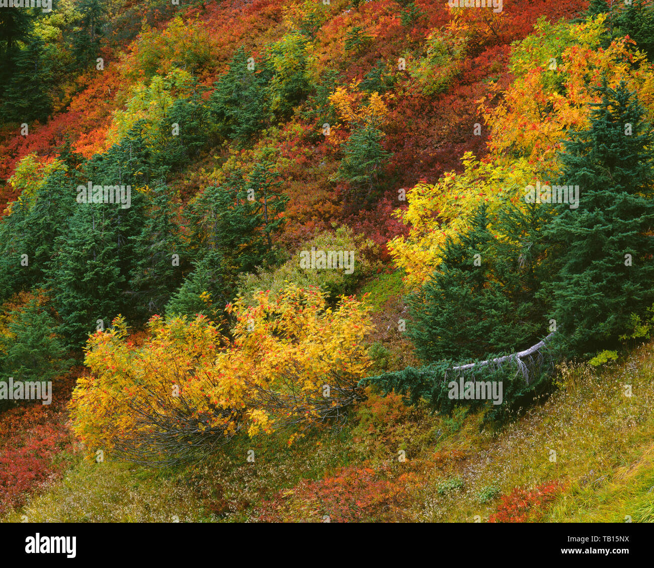USA, Washington, Mt. Baker Snoqualmie National Forest, Fall colored ...
