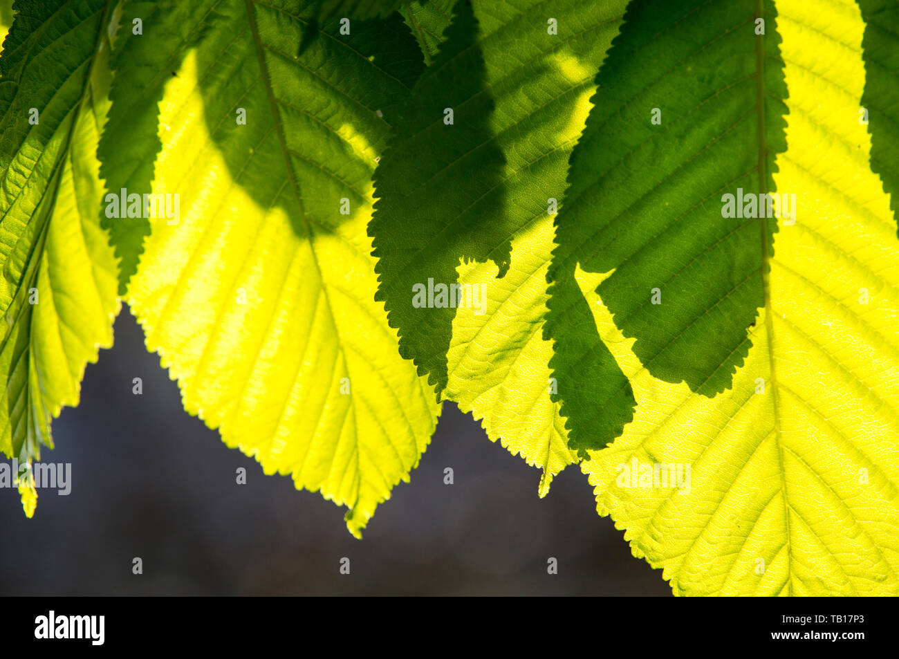 leaves on a Horse Chestnut tree Stock Photo Alamy