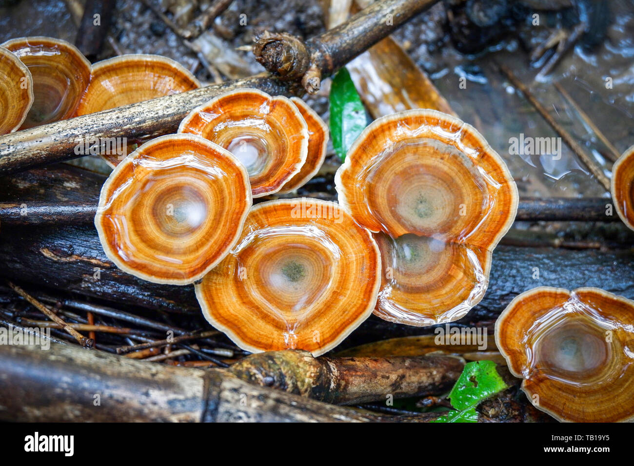 lingzhi mushroom herbal medicine growing on nature forest in the local