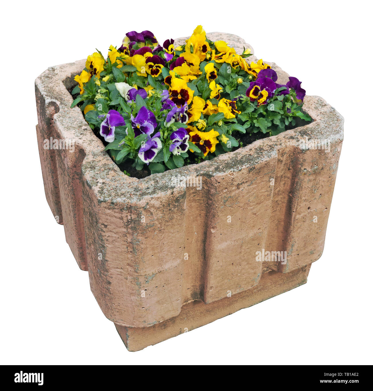 Spring Pansies bloom in a street concrete flowerpot. Isolated on white with patch Stock Photo