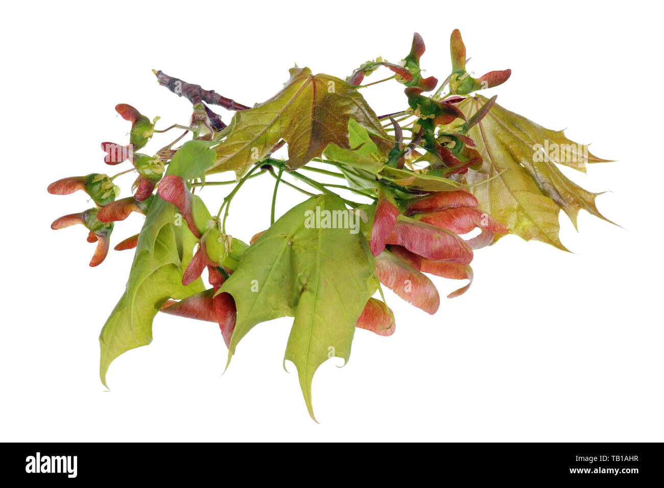 Maple tree seeds at the very beginning of vegetative spring maturation. Isolated on white studio macro shot Stock Photo
