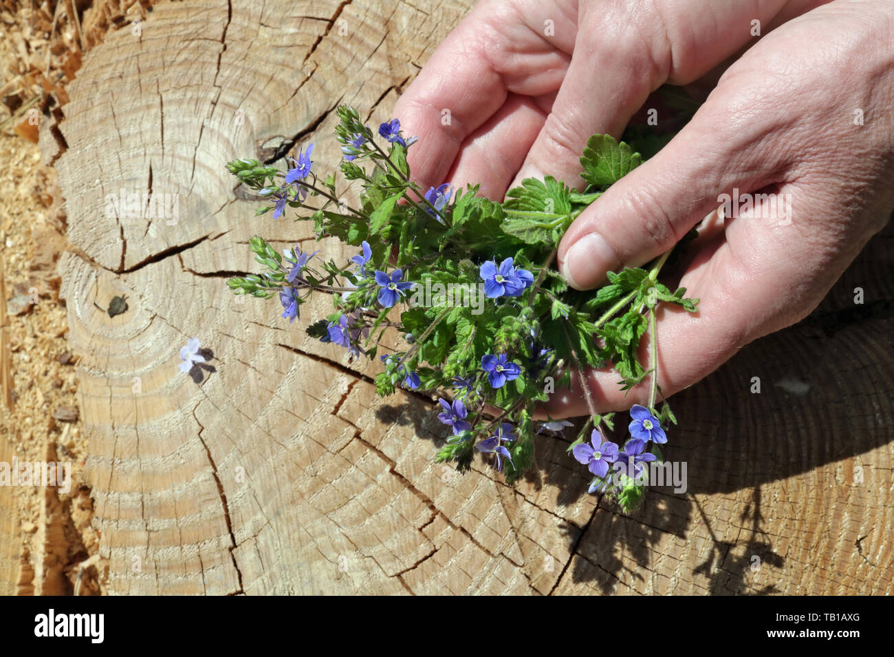 An elderly woman gently hold  in hands  a first spring  forest   blue flowers.  Cross section of old cracked pine trunk as background. Sunny day Stock Photo