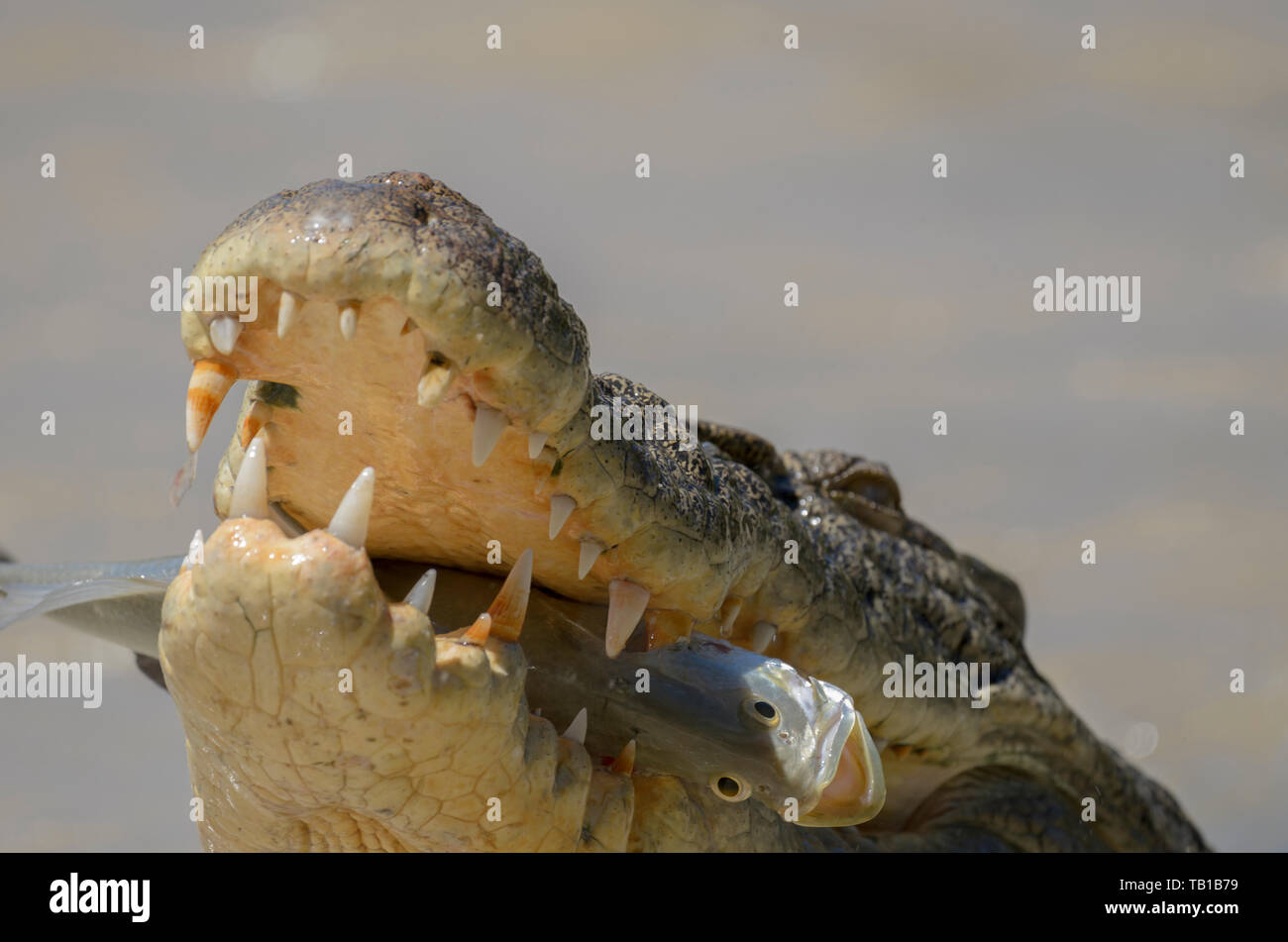 Saltwater crocodile catching fish at a low level crossing over the East Alligator river, Kakadu, Australia. Stock Photo