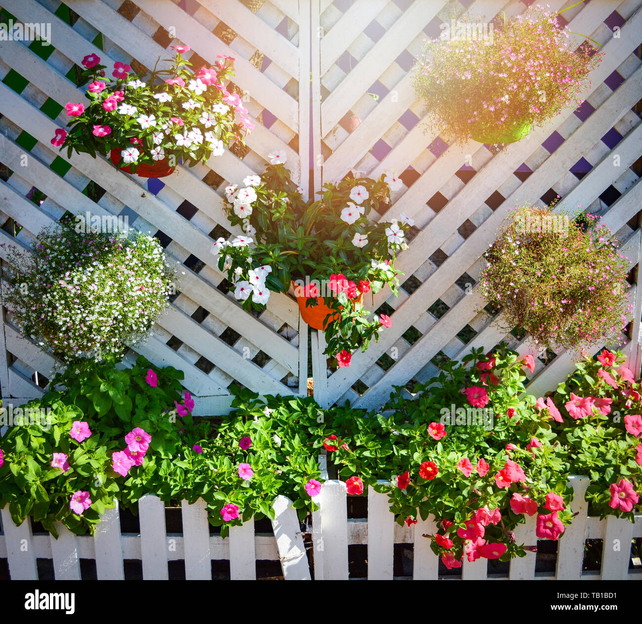 Flower Pots Hanging Decorate On White Wall And Petunia Colorful