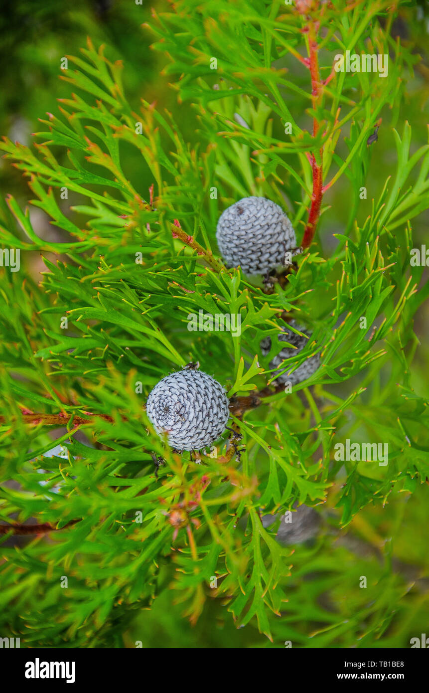 Australian Native Flora, isopogon anemonifolius, Blue Mountains NSW, Australia Stock Photo