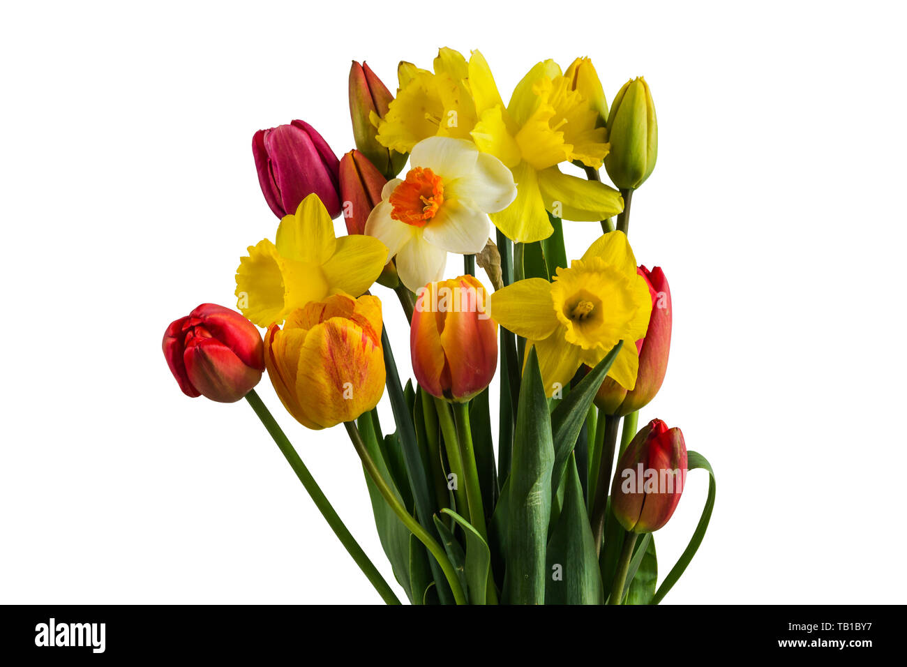 Daffodil and tulip flowers isolated on white background Stock Photo Alamy