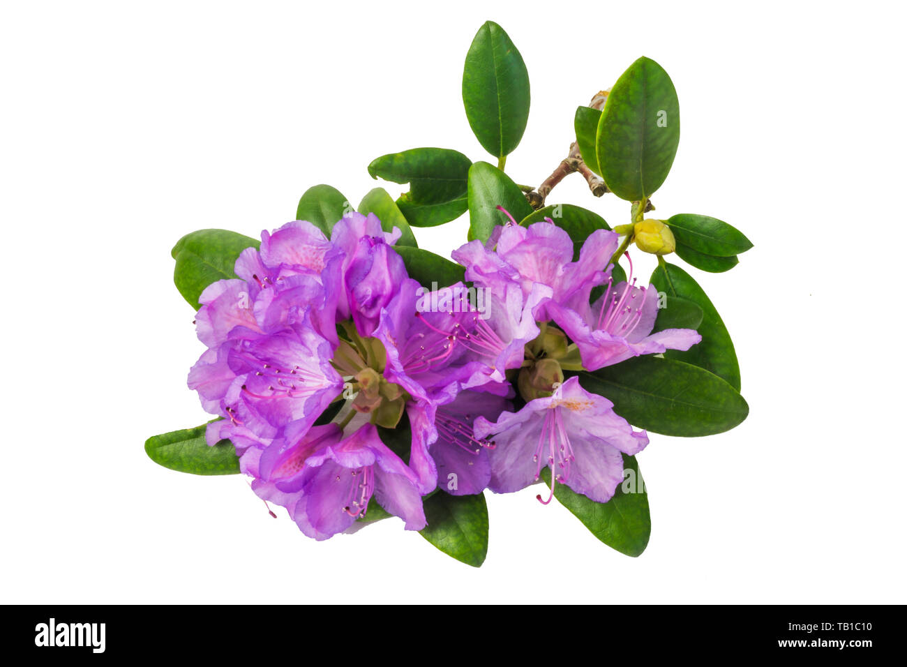 Rhododendron purple flowers isolated on white background. Stock Photo