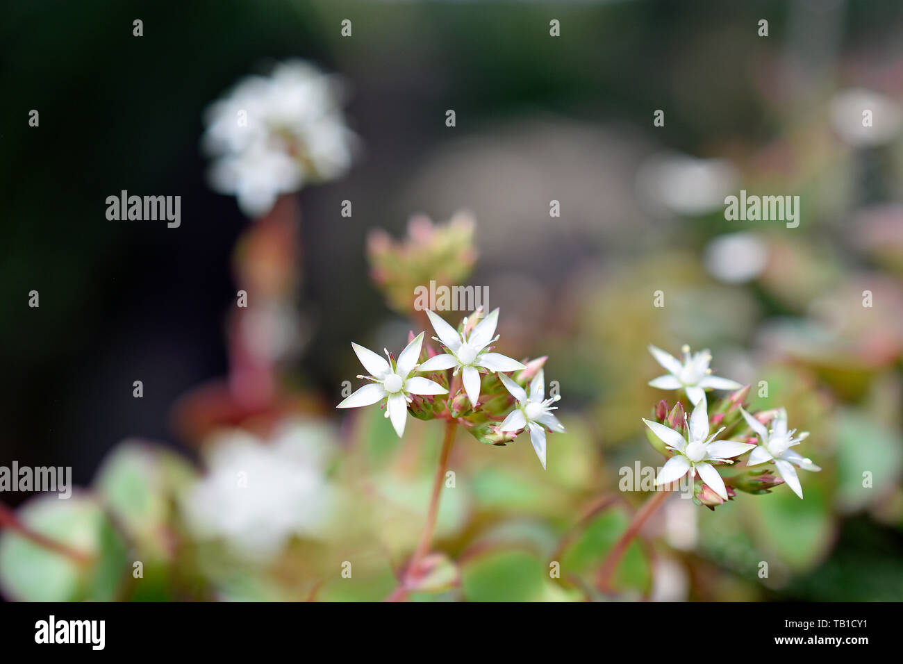 Sedum Album Stonecrop Flower Blossoms Stock Photo