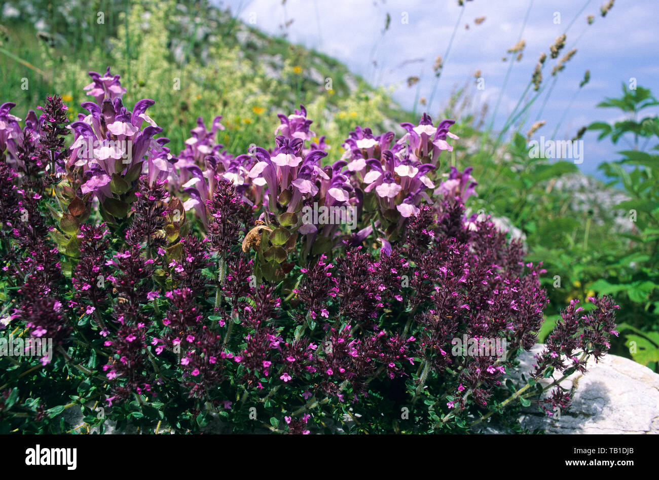Alpen-Helmkraut, Alpenhelmkraut, Scutellaria alpina, Alpine skullcap, Scutellaire des Alpes Stock Photo
