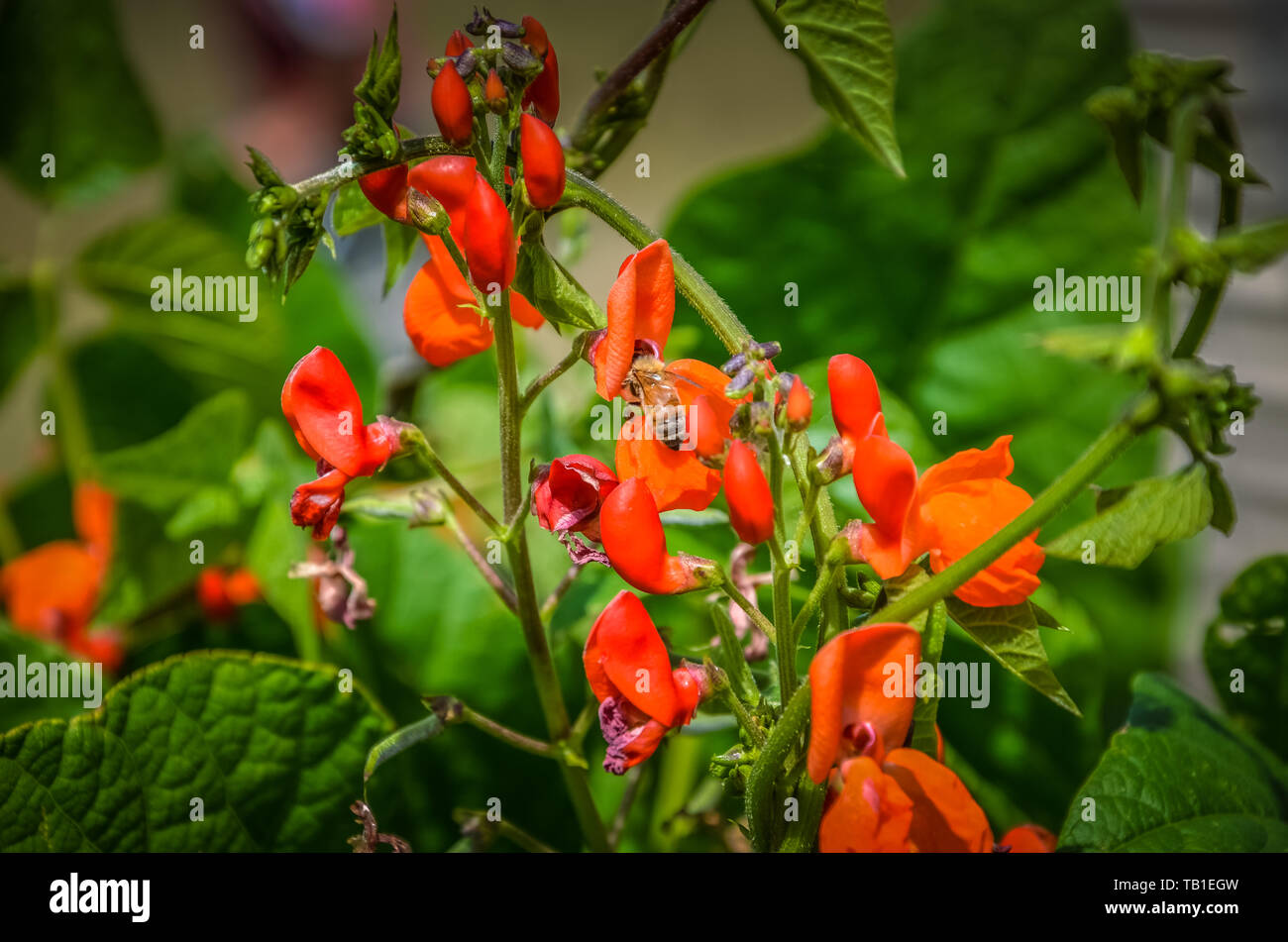 Scarlett runner bean hi-res stock photography and images - Alamy