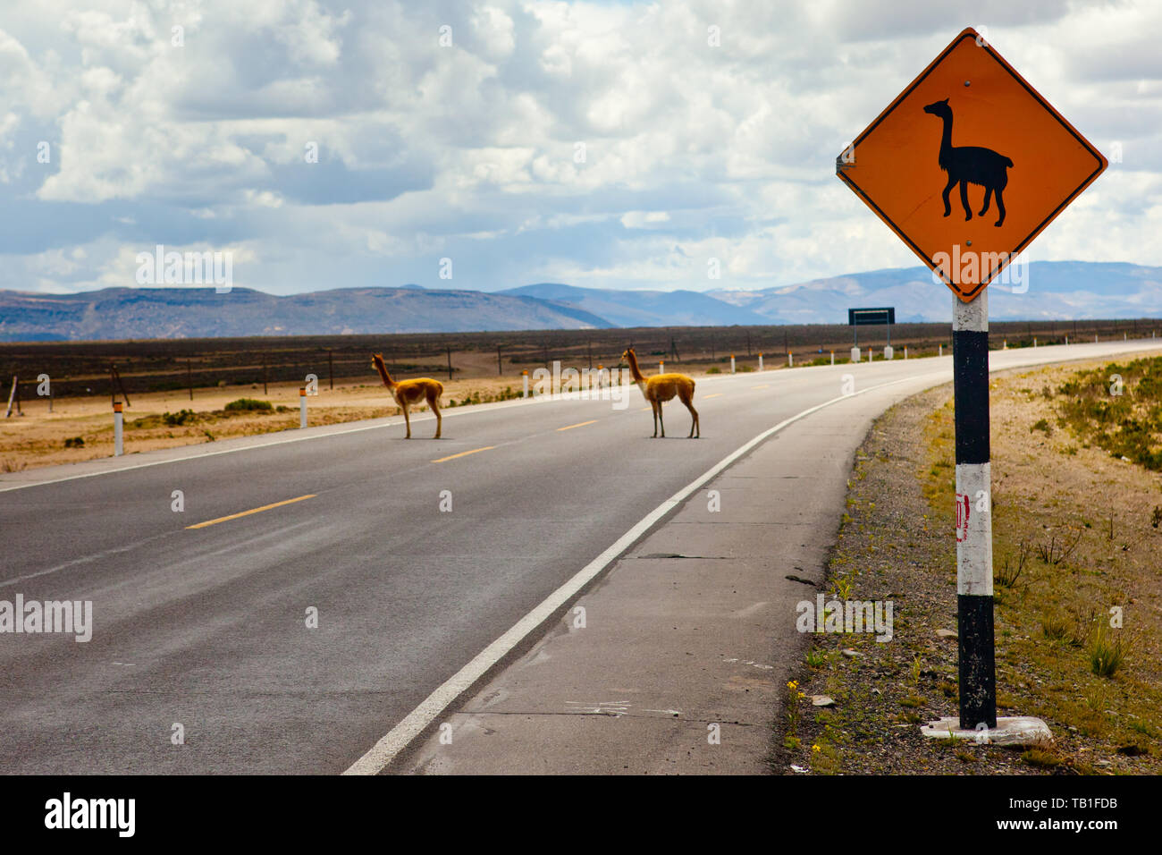 Beware of Llama crossing Stock Photo
